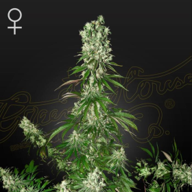 White Strawberry Skunk - STRAIN HUNTERS | TanieSianie.pl