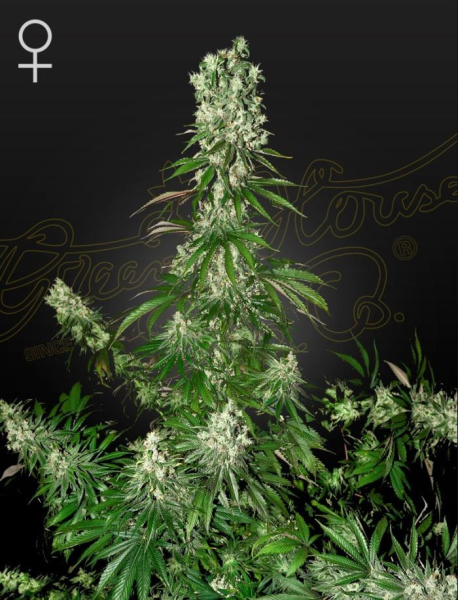 White Strawberry Skunk - STRAIN HUNTERS | TanieSianie.pl