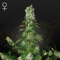White Strawberry Skunk - STRAIN HUNTERS