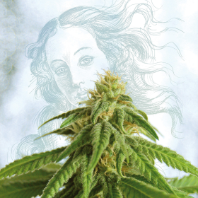 Afrodite - KANNABIA SEED | TanieSianie.pl