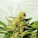 BCN Diesel - KANNABIA SEED | TanieSianie.pl