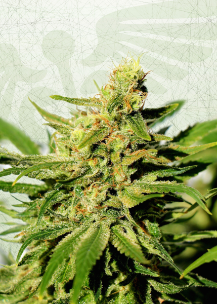 BCN Diesel - KANNABIA SEED | TanieSianie.pl