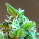 Domina Haze - KANNABIA SEED | TanieSianie.pl