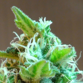 Domina Haze - KANNABIA SEED | TanieSianie.pl