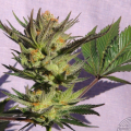 Faraona - KANNABIA SEED