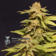 Kannabia Especial - KANNABIA SEED | TanieSianie.pl