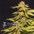 Kannabia Especial - KANNABIA SEED