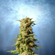 La Blanca - KANNABIA SEED | TanieSianie.pl