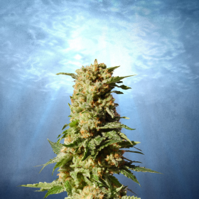 La Blanca - KANNABIA SEED | TanieSianie.pl