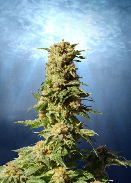 La Blanca - KANNABIA SEED | TanieSianie.pl