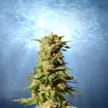 La Blanca - KANNABIA SEED