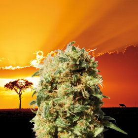 La Reina De Africa - KANNABIA SEED | TanieSianie.pl