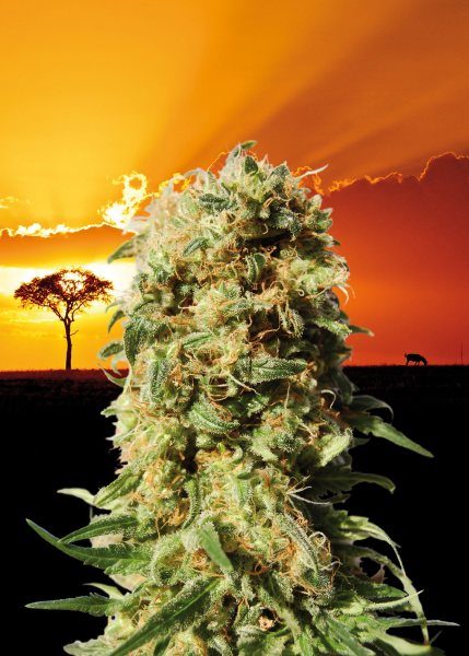 La Reina De Africa - KANNABIA SEED | TanieSianie.pl