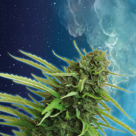 Mataro Blue - KANNABIA SEED | TanieSianie.pl