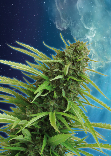 Mataro Blue - KANNABIA SEED | TanieSianie.pl