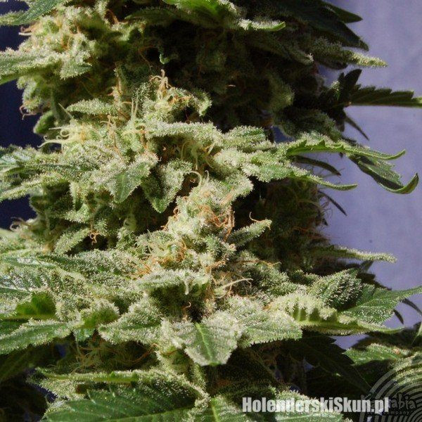 Original Berry - KANNABIA SEED | TanieSianie.pl