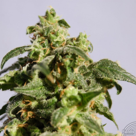 Power Skunk - KANNABIA SEED | TanieSianie.pl