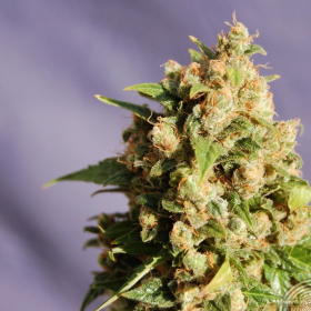 Queso - KANNABIA SEED | TanieSianie.pl