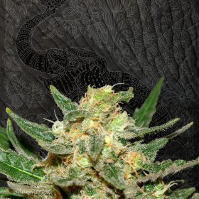 Thai Fantasy - KANNABIA SEED | TanieSianie.pl