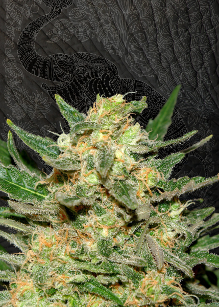 Thai Fantasy - KANNABIA SEED | TanieSianie.pl