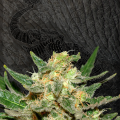 Thai Fantasy - KANNABIA SEED
