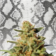 White Domina - KANNABIA SEED | TanieSianie.pl