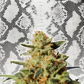 White Domina - KANNABIA SEED | TanieSianie.pl