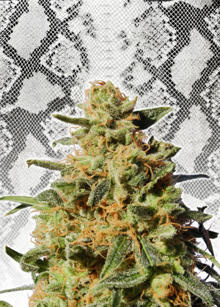 White Domina - KANNABIA SEED | TanieSianie.pl