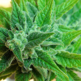 Afrodite Auto - KANNABIA SEED | TanieSianie.pl