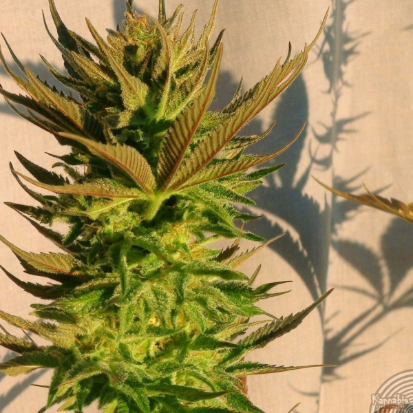 B. Lee Auto - KANNABIA SEED | TanieSianie.pl