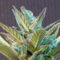 BCN Diesel Auto - KANNABIA SEED