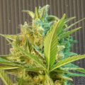 Big Band Auto - KANNABIA SEED