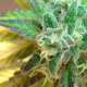 Flash Auto - KANNABIA SEED | TanieSianie.pl