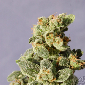 Gnomo Auto - KANNABIA SEED | TanieSianie.pl