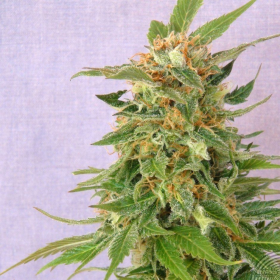 Hobbit Auto - KANNABIA SEED | TanieSianie.pl