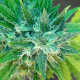 Kannabia Special Auto - KANNABIA SEED | TanieSianie.pl