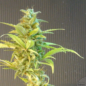 La Blanca Auto - KANNABIA SEED | TanieSianie.pl