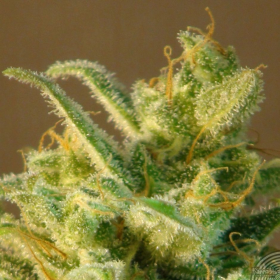 Mataro Blue Auto - KANNABIA SEED | TanieSianie.pl