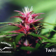 Twilight - DUTCH PASSION | TanieSianie.pl