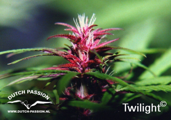 Twilight - DUTCH PASSION | TanieSianie.pl