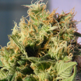 Mikromachine Auto - KANNABIA SEED | TanieSianie.pl