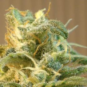 Power Skunk Auto - KANNABIA SEED | TanieSianie.pl