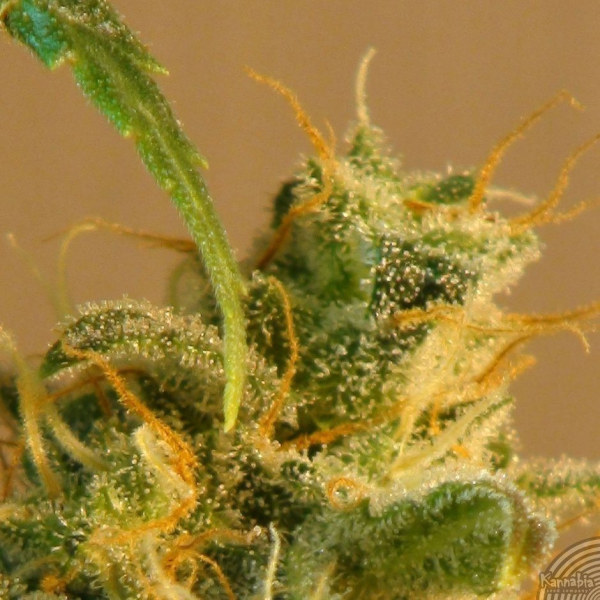 Smile Auto - KANNABIA SEED | TanieSianie.pl