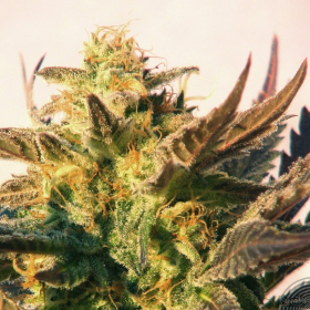 Speedy Gonzales Auto - KANNABIA SEED | TanieSianie.pl