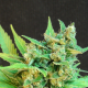 Thai Fantasy Auto - KANNABIA SEED | TanieSianie.pl