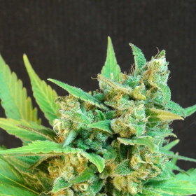 Thai Fantasy Auto - KANNABIA SEED | TanieSianie.pl