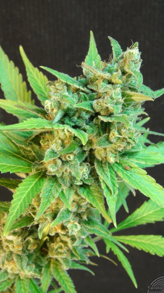 Thai Fantasy Auto - KANNABIA SEED | TanieSianie.pl