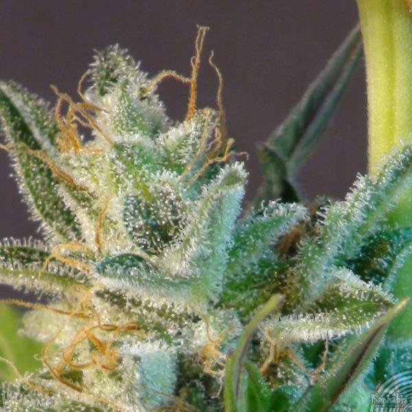 White Domina Auto - KANNABIA SEED | TanieSianie.pl