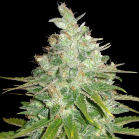 Afghan Kush X Black Domina - WORLD OF SEEDS | TanieSianie.pl