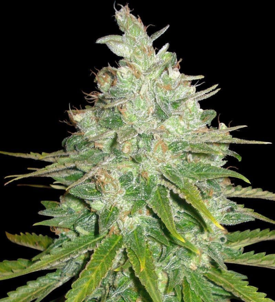 Afghan Kush X Black Domina - WORLD OF SEEDS | TanieSianie.pl
